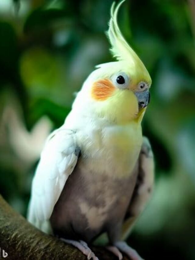 Cockatiel Birds: Charming With Vibrant Appearance