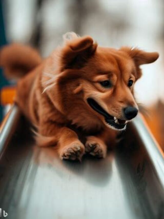 Why Do Dogs Have Whiskers: Secret Weapon