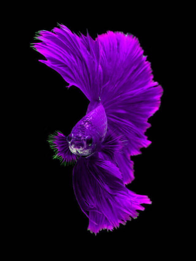 The Betta Fish Beautiful: Colorful Elegance in Aquatic Pets