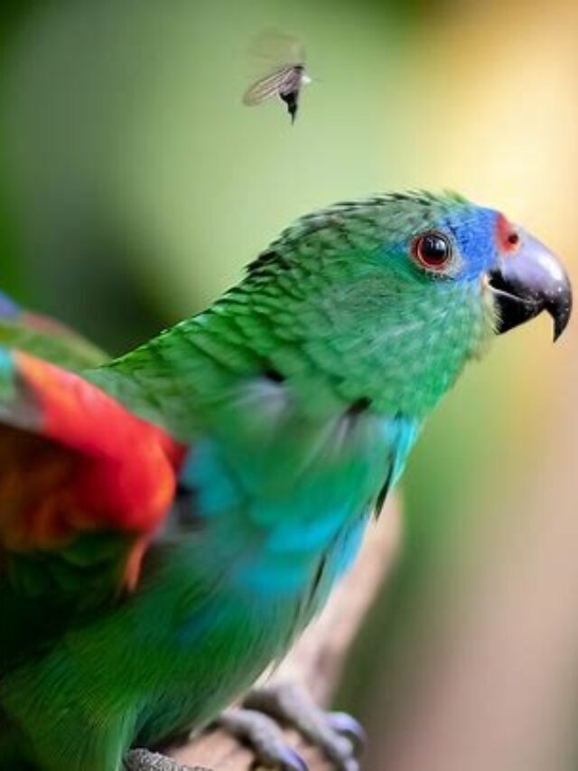 The Senegal Parrot: History, Appearance, Care & Lifespan