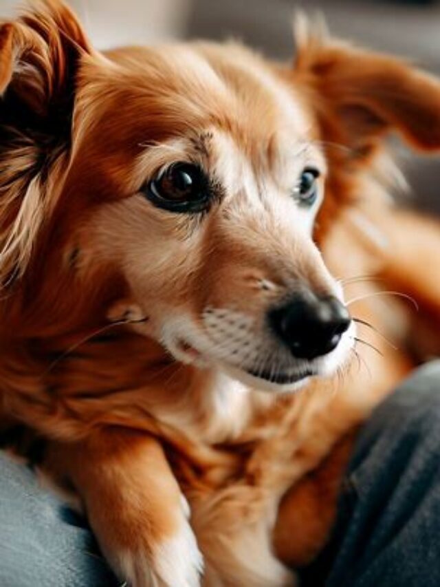 A Step-by-Step Guideline How To Cut Dog Nails
