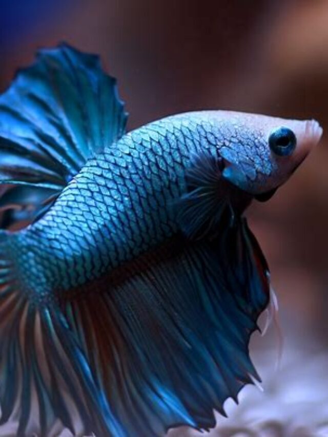 Dragon Fish Pet With Beauty & Unique Personality
