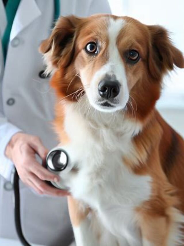 Understanding the Cause Behind Why Is My Dog Limping
