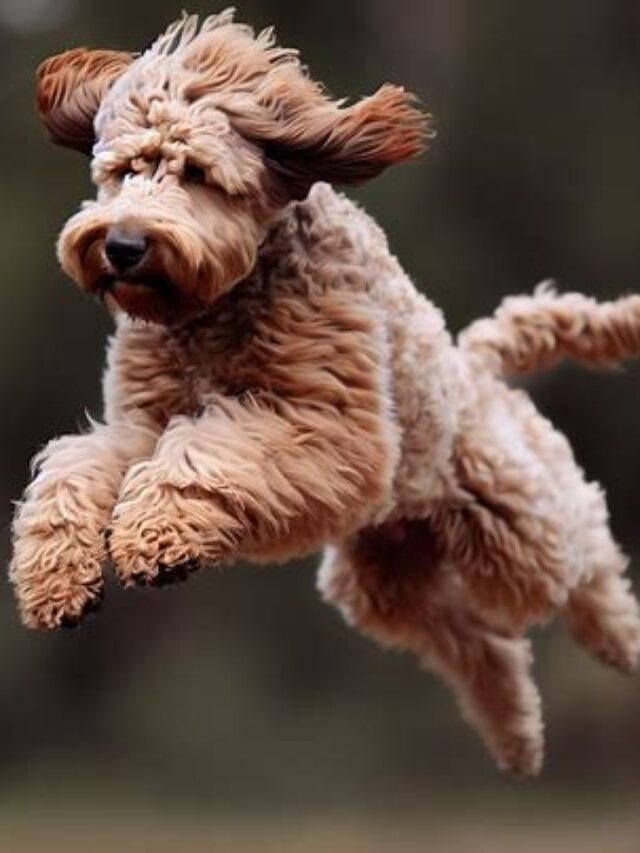 Australian Labradoodle:  Clever, Sociable, and Joyful!