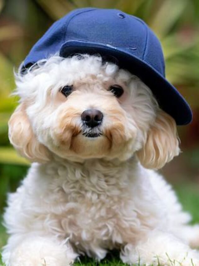 Optimal Care for Maltipoo Full Grown  Dogs