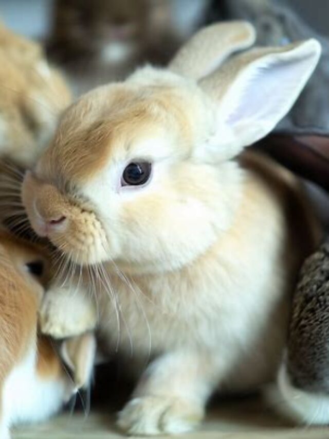 Adorable Mini Lop Rabbit A Delightful Rabbit Breed Pets Nurturing