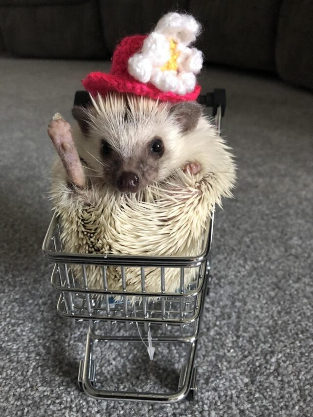 Guideline To Keep African Pygmy Hedgehog As pet