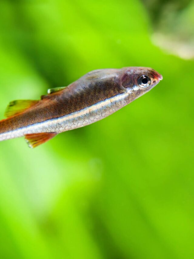 Rosy Red Minnows How Long Do They Really Live - qxefclo