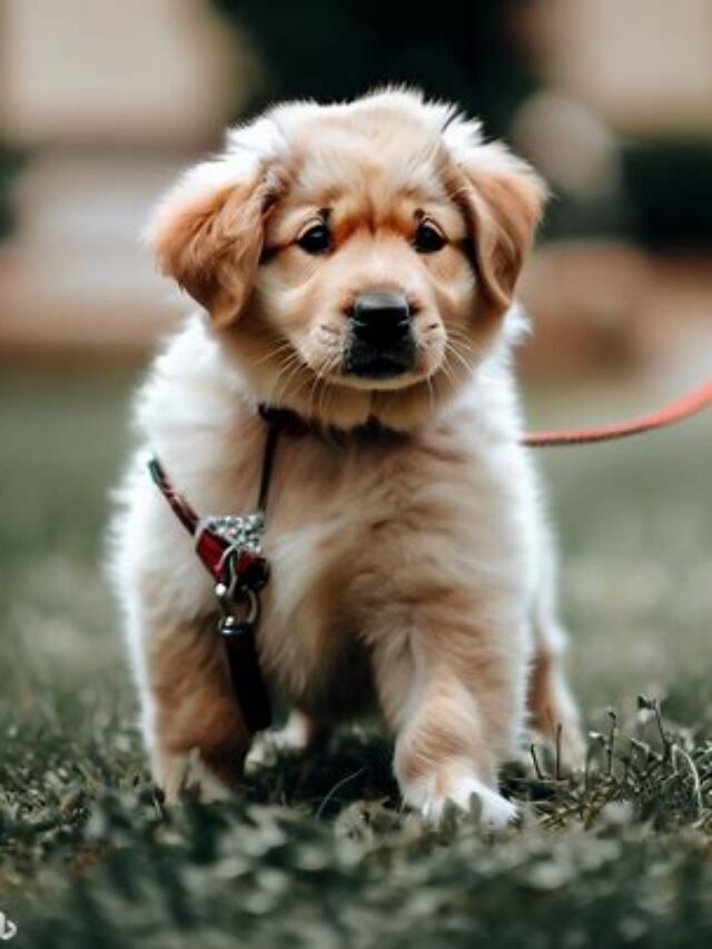 Leash Training A Puppy: From Collar To Control