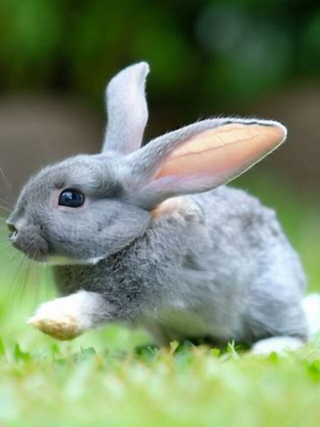 Furry Delight: Unveiling The Charming Mini Rex Rabbit Breed