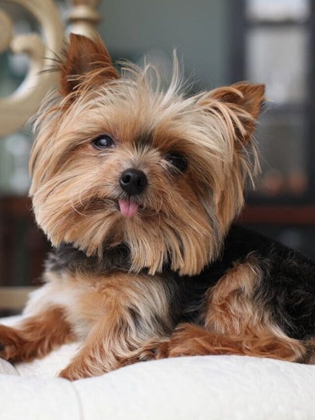 Tiny Canine Companions: Small Fluffy Dogs