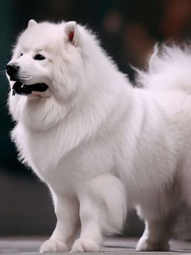 Cloud Like Companions: Big White Fluffy Dog Breed