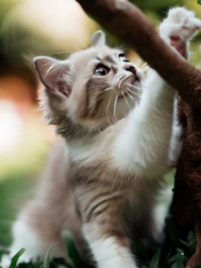 Understanding The Duration of How Long Are Cats In Heat