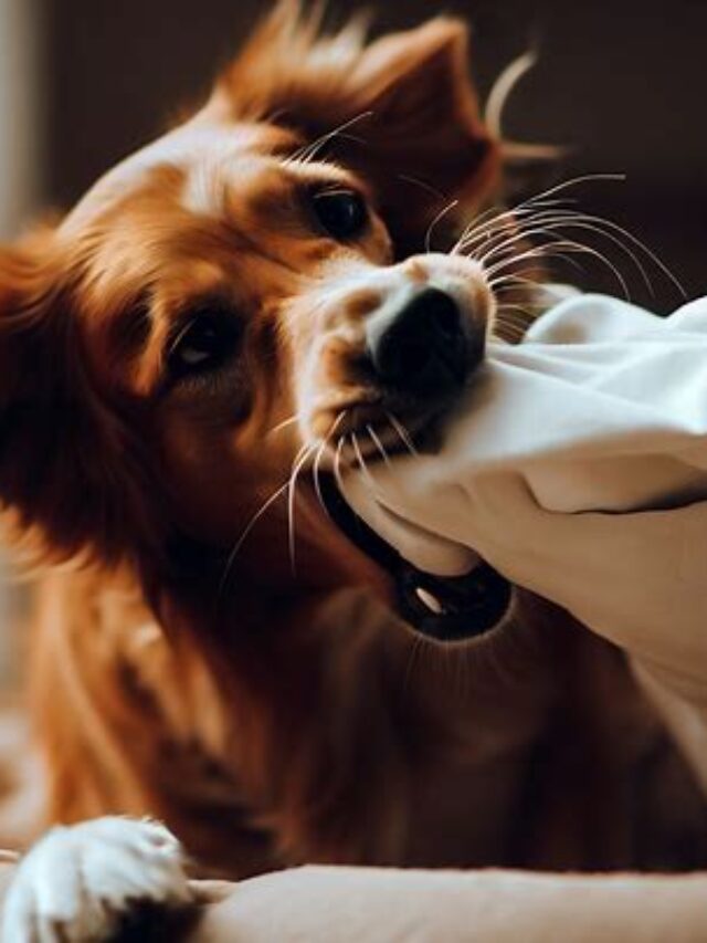 Uncovering The Reasons Behind Why Do Dogs Scratch Their Beds Pets