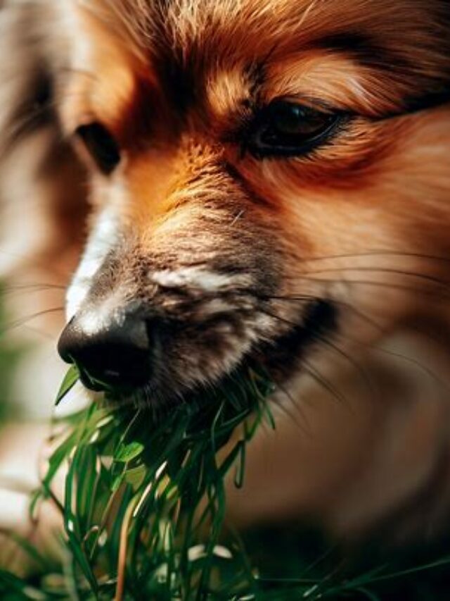 Reason:	Why Do Dogs Eat Grass