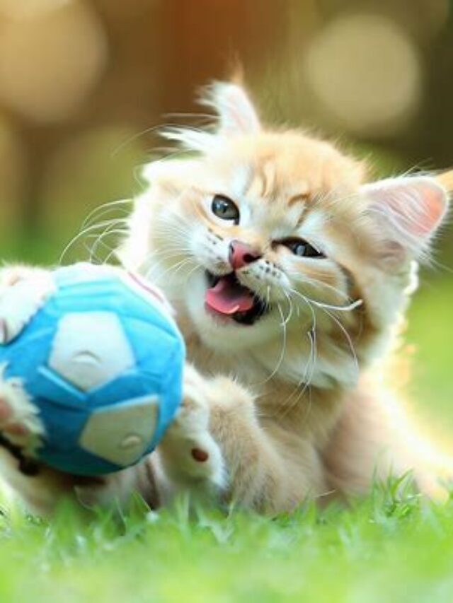 7 Reasons Why Is My Cat Meowing So Much