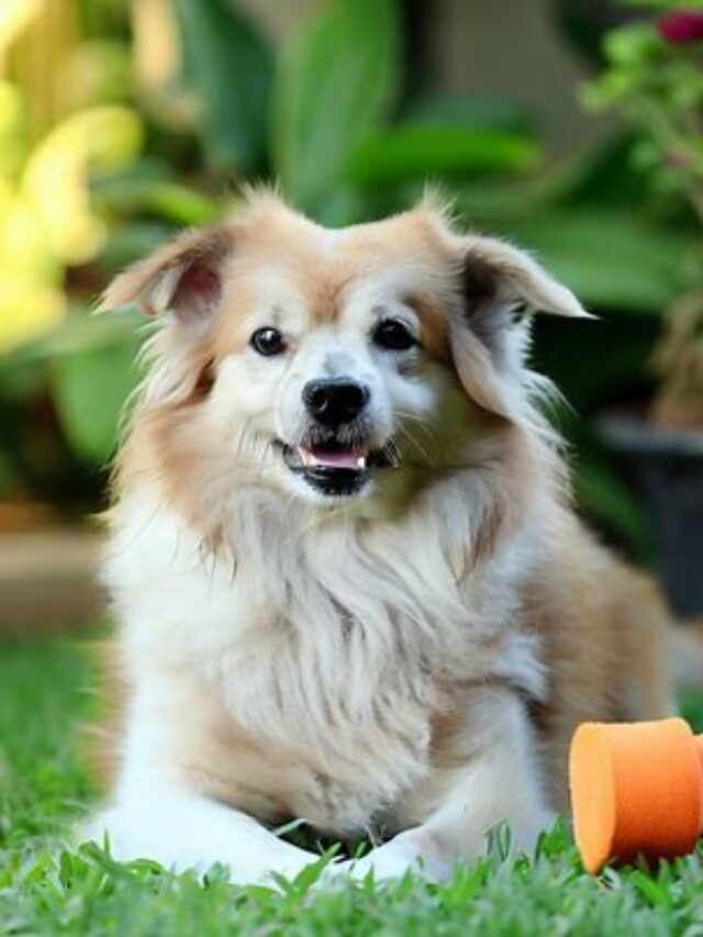 The Duration How Long Can A Dog Go Without Water