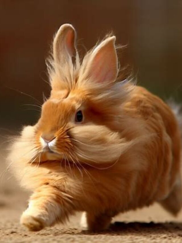 Lionhead Rabbits: The King of Fluff