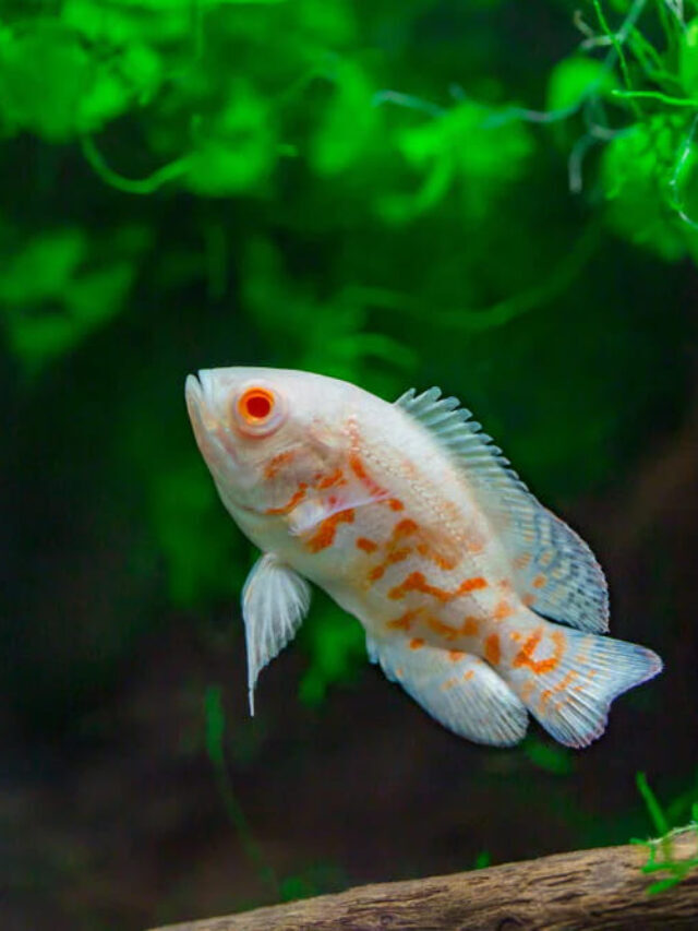 Introduction Of Oscar Fish Life