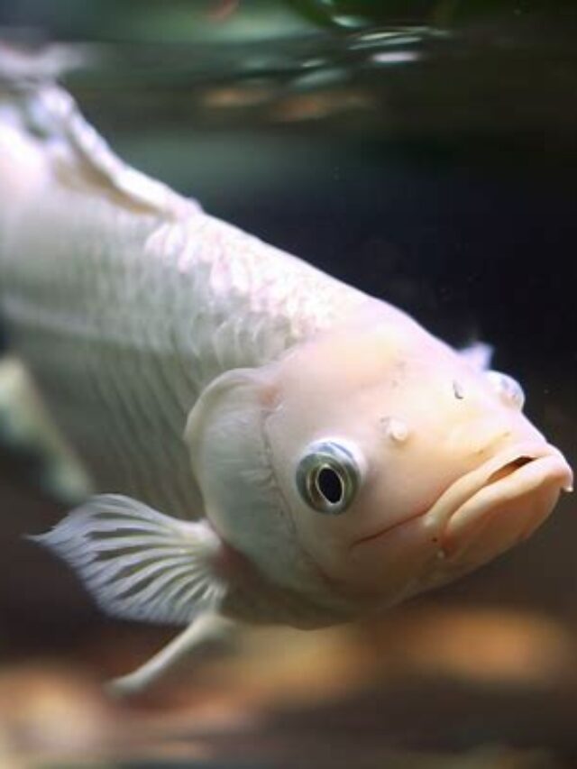 the-colorful-world-of-oscar-fish-pets-nurturing