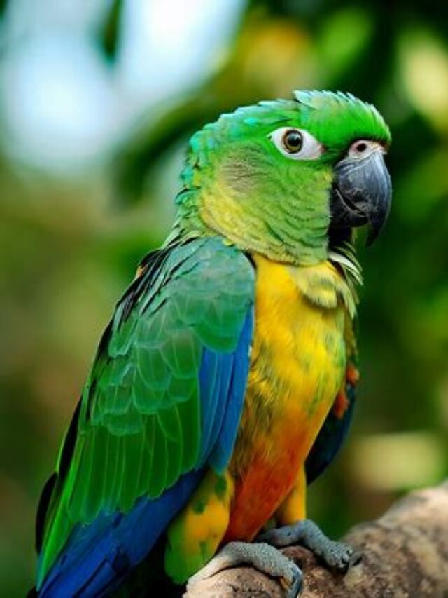 Chatterbox Companions: Pet Birds That Talk