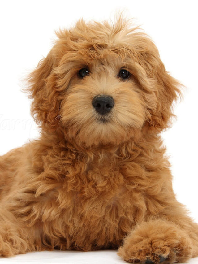 Poodle Mixes: Perfectly Blended Canine Companions