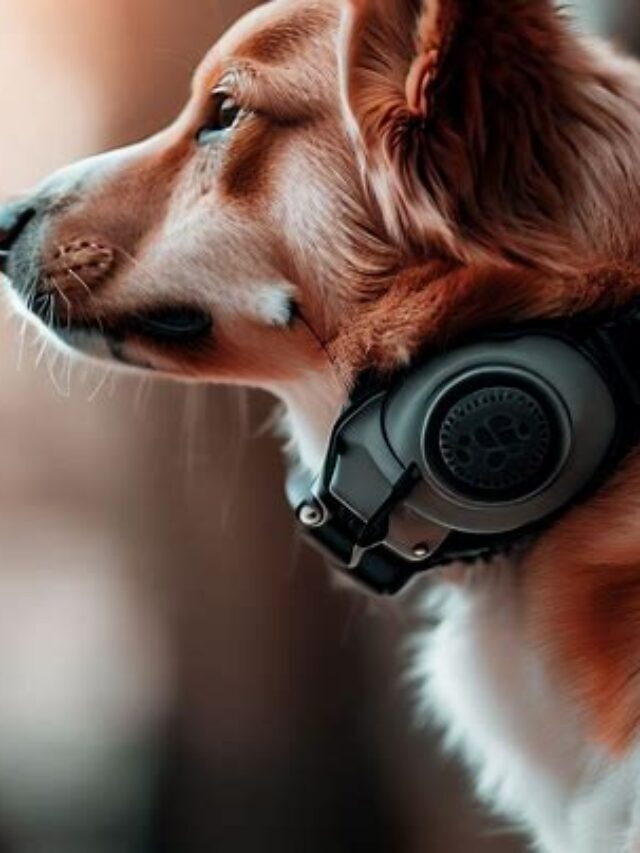Safer Solutions With Shock Collar For Dogs