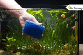 Common Fish Tank Mistakes to Avoid