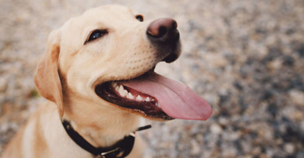 Why Vitamin D Is Necessary for Dogs