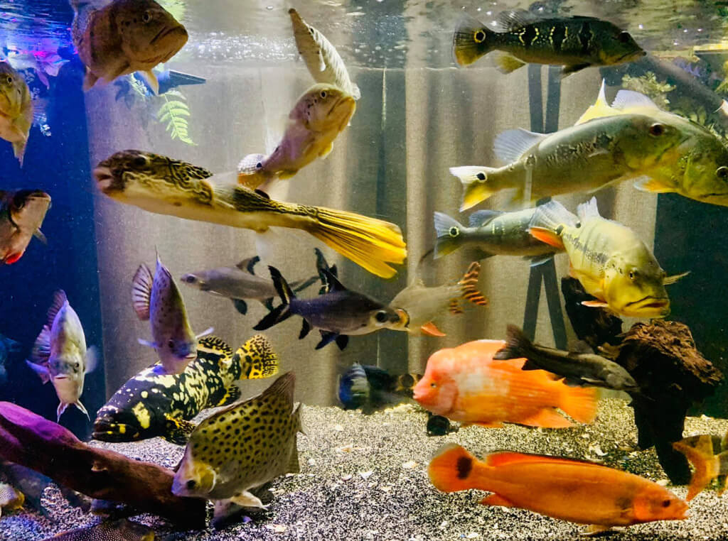 Immediate Aquarium Stocking