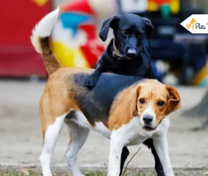 How Long Is a Dog in Heat