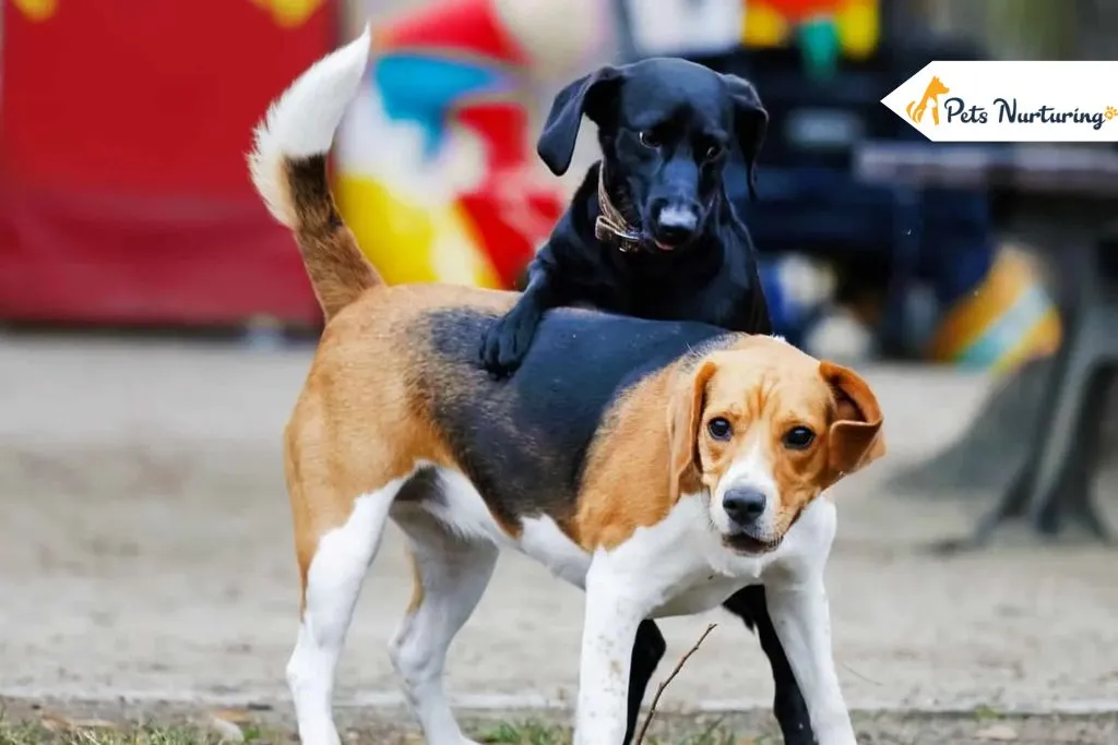 How Long Is a Dog in Heat