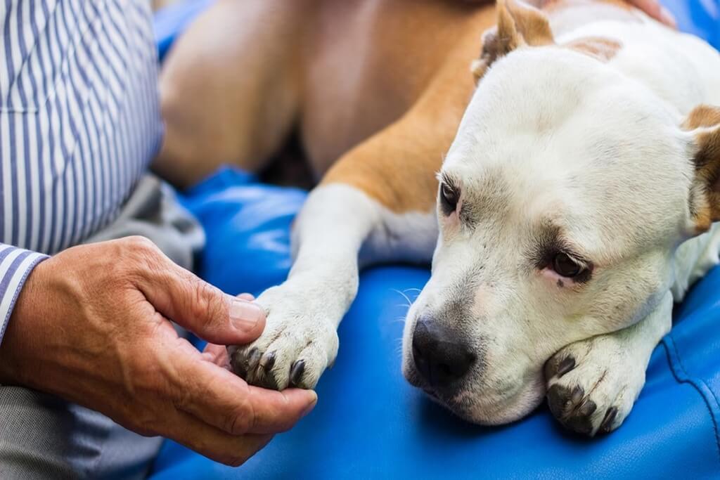 How to Comfort a Dog in Pain