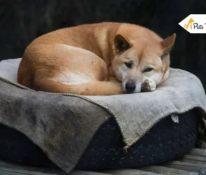 Remedies for Treating Worms in Dogs