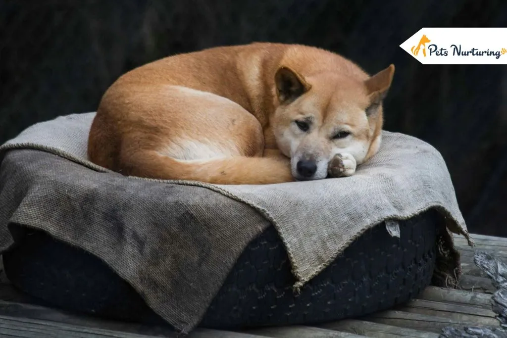 Remedies for Treating Worms in Dogs