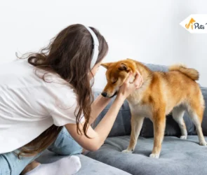 What Can You Give a Dog for Pain? Facts, Medications