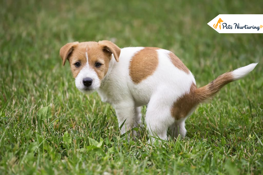 Why Is My Dog Pooping Blood? Everything You Need to Know