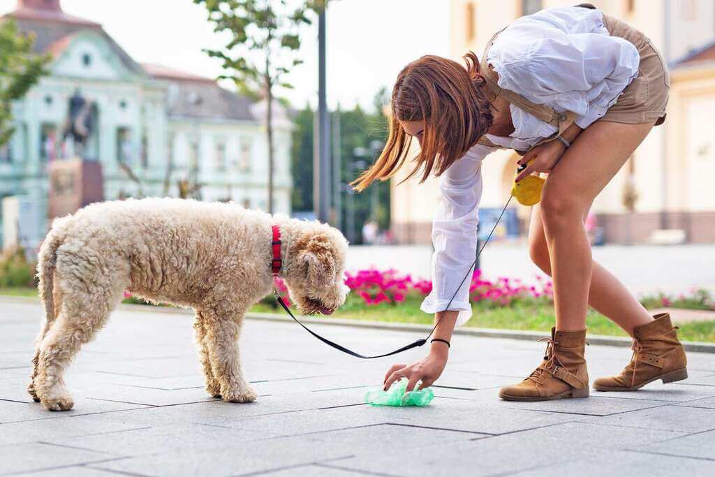 Understanding Worms in Dogs