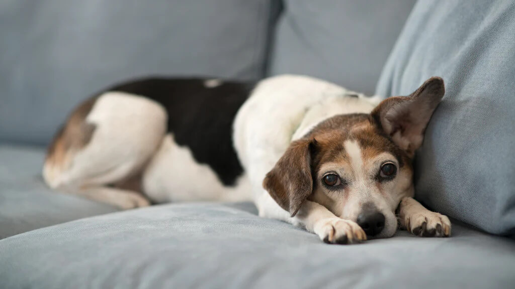 Precautions and Additional Tips for Treating Worms in Dogs