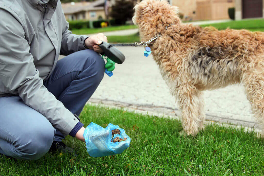 Herbal Remedies (Natural Remedies) for Treating Worms in Dogs