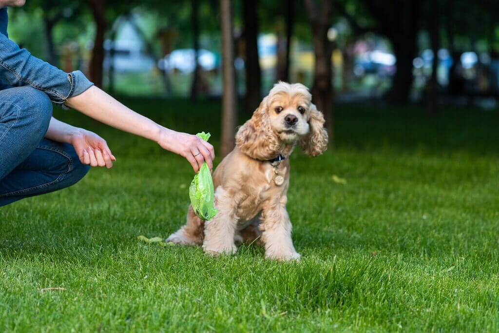 Homeopathic Remedies for Treating Worms in Dogs