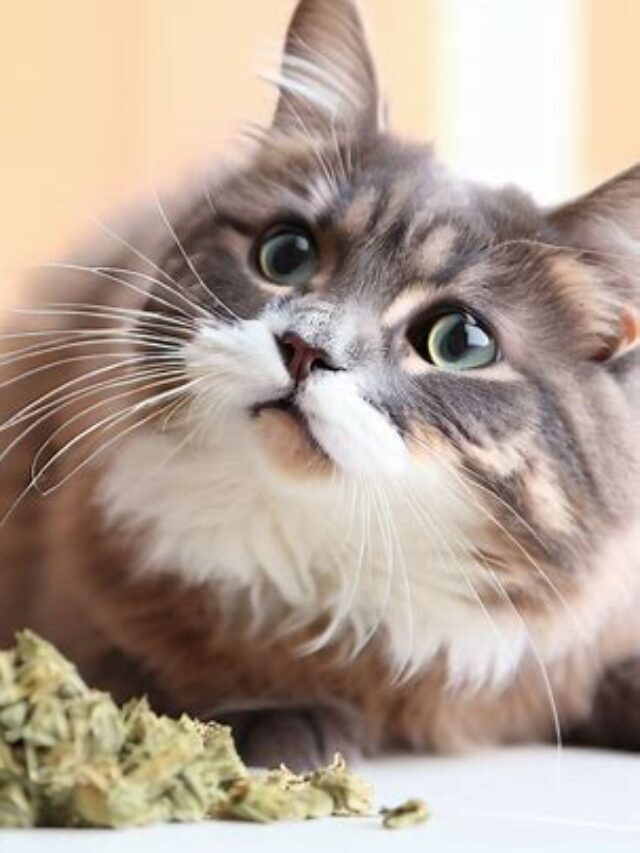 Cats and Catnip: Why Do Cats Like Catnip