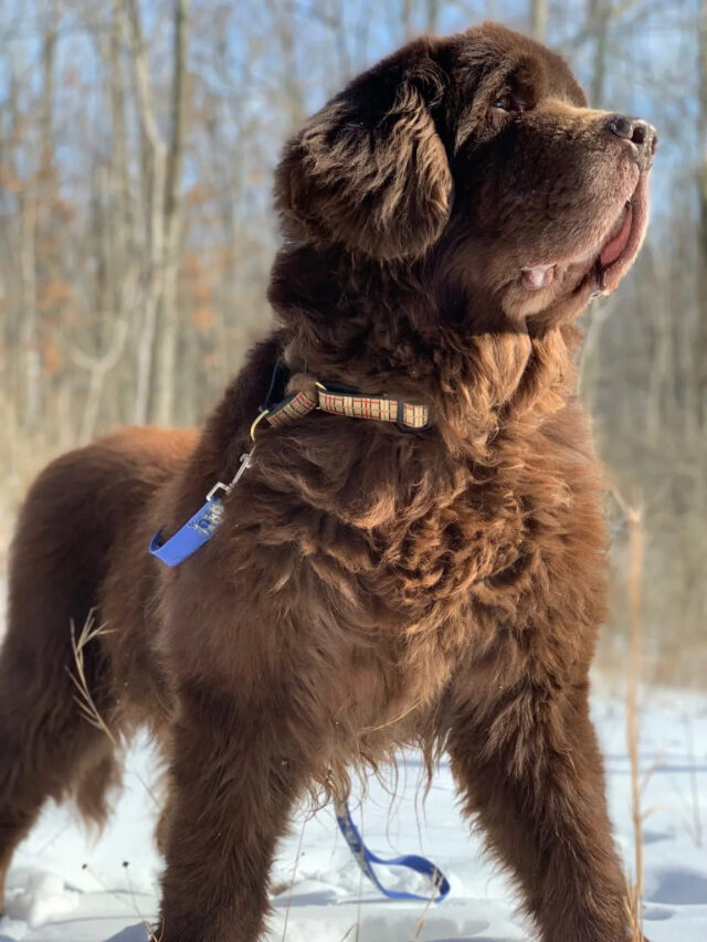 Loyal and Majestic: The Newfoundland Dog
