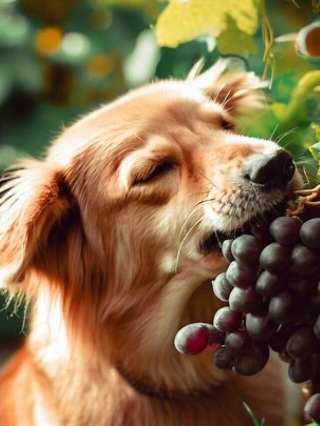 Grape Toxicity: Why Are Grapes Bad For Dogs