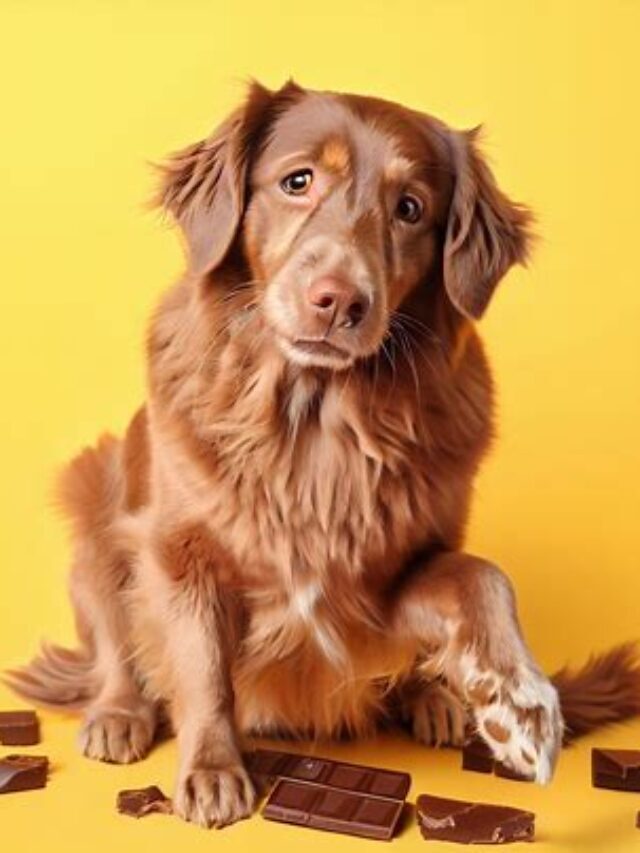 Dangerous Delicacy: Why Cant Dogs Eat Chocolate