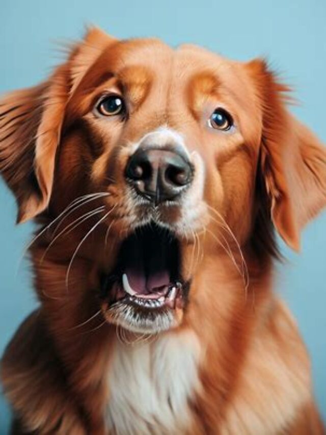 Unraveling the Canine Sigh:Why Do Dogs Sigh