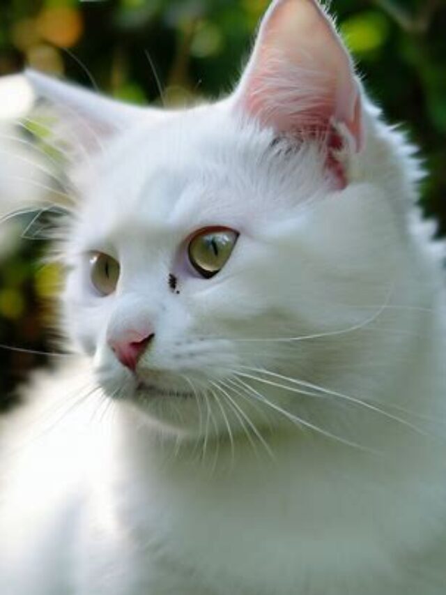 Mysterious Murmur: Why Doesn’t My Cat Purr