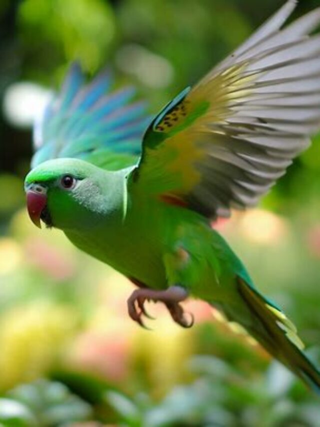 Bourke Parakeets: Colorful Nomadic Birds of Australia