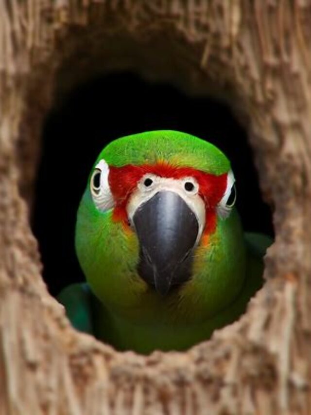 7 Reason to Why Birds Can be Perfect Pet