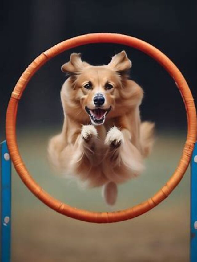 Canine communication why do dogs sniff butts pets nurturing